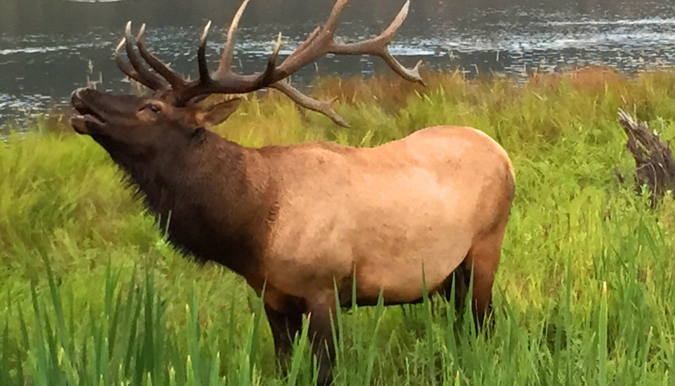 Imperial 7 Point Bull Elk The Evergreen Colorado Experience