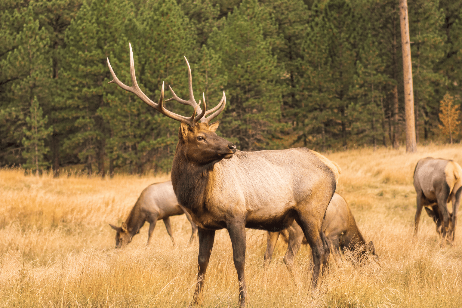 Watch for Elk During the Fall Rut